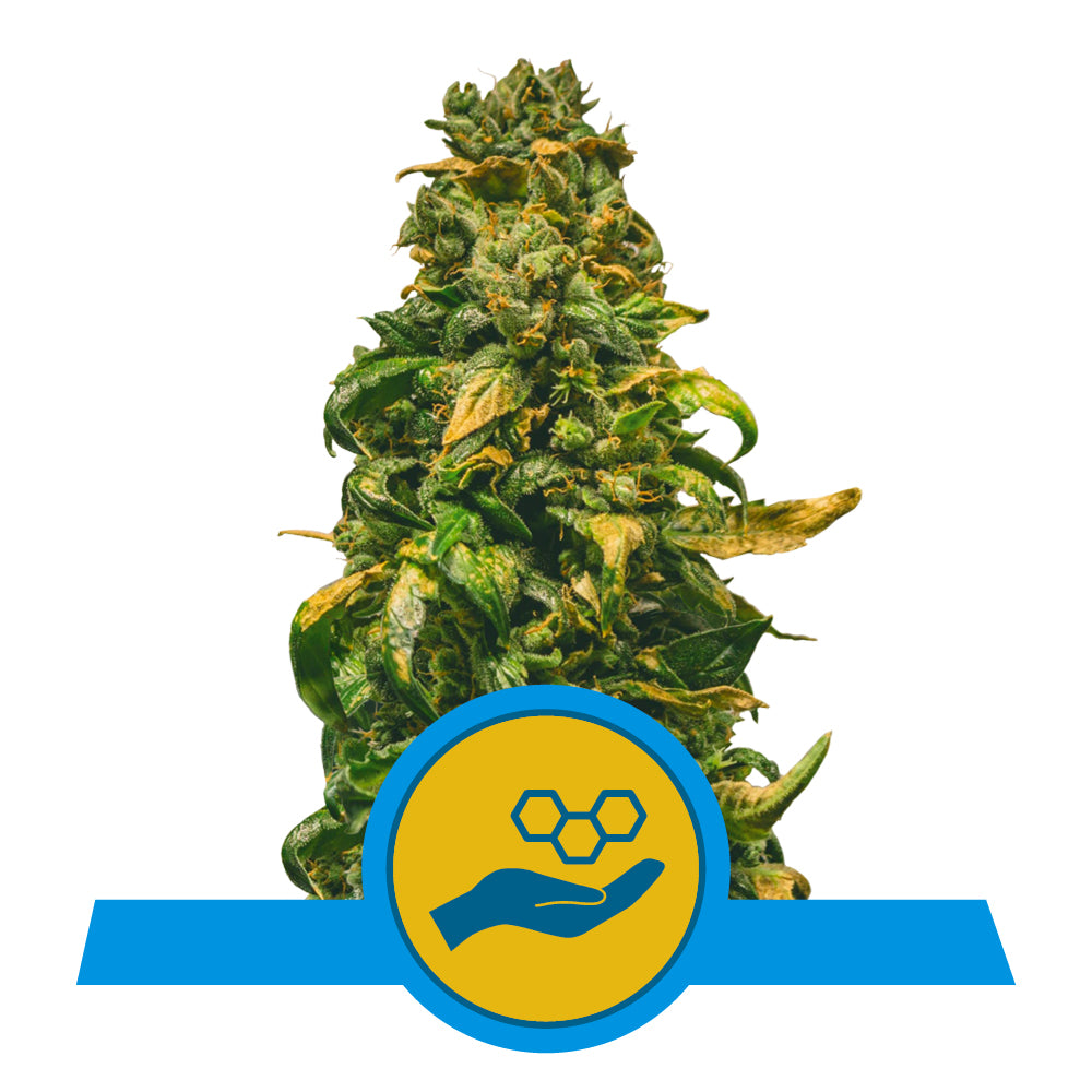 SOLOMATIC AUTO CBD STRAIN