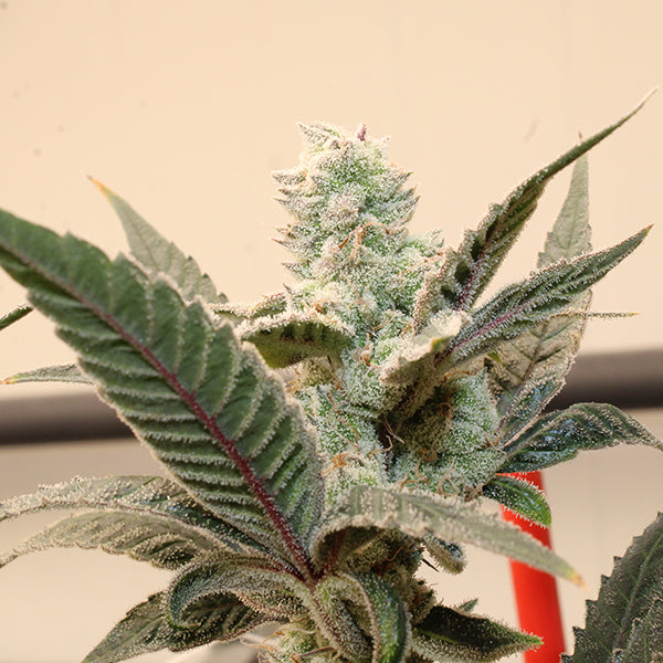 HONEY BANANA ZUAVA STRAIN