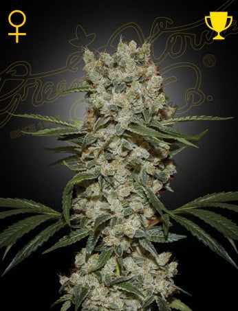 SUPER SILVER HAZE: SKUNK X NORTHERN LIGHTS X HAZE STRAIN