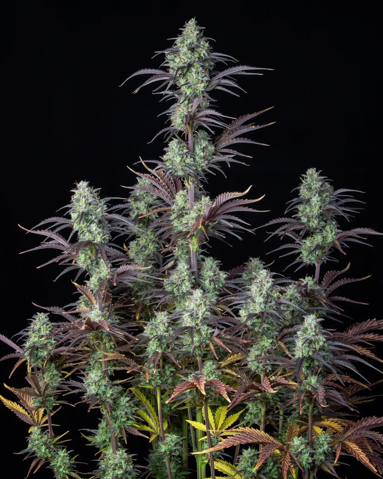 MIMOSA CAKE AUTO STRAIN