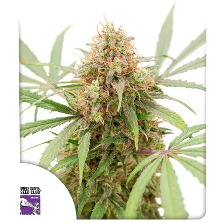 AK TRIPLE HAZE AUTO STRAIN