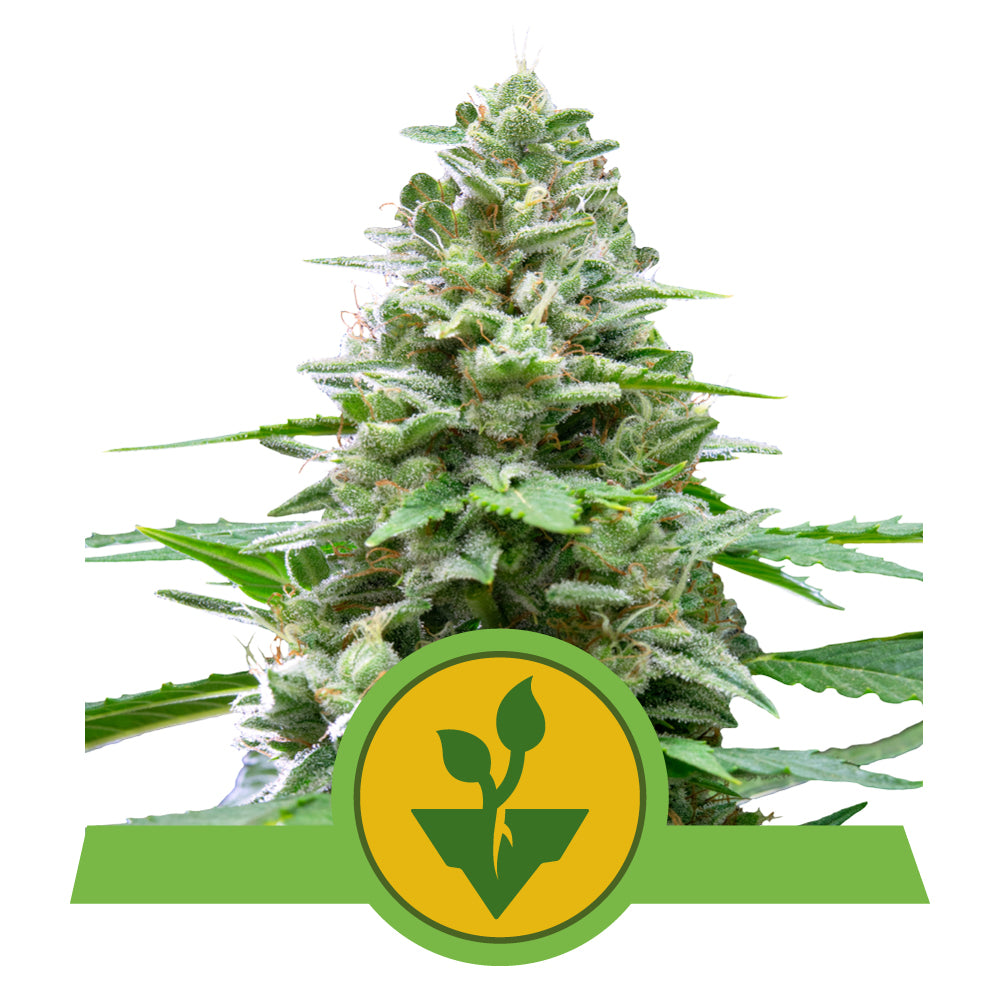 EASY BUD AUTO STRAIN