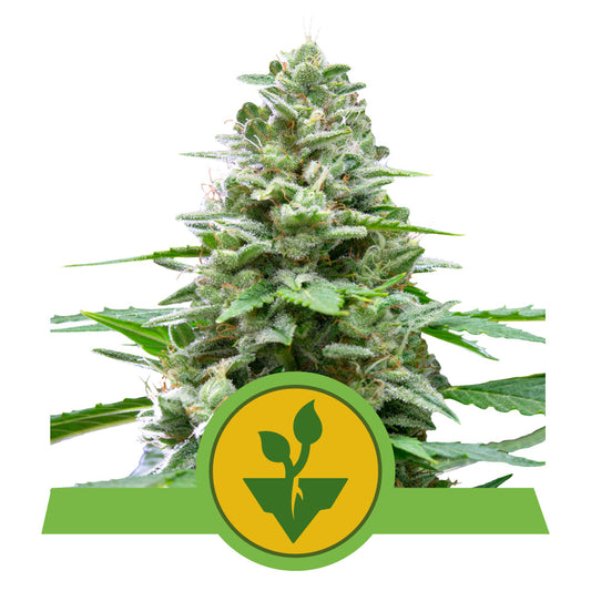 EASY BUD AUTO STRAIN