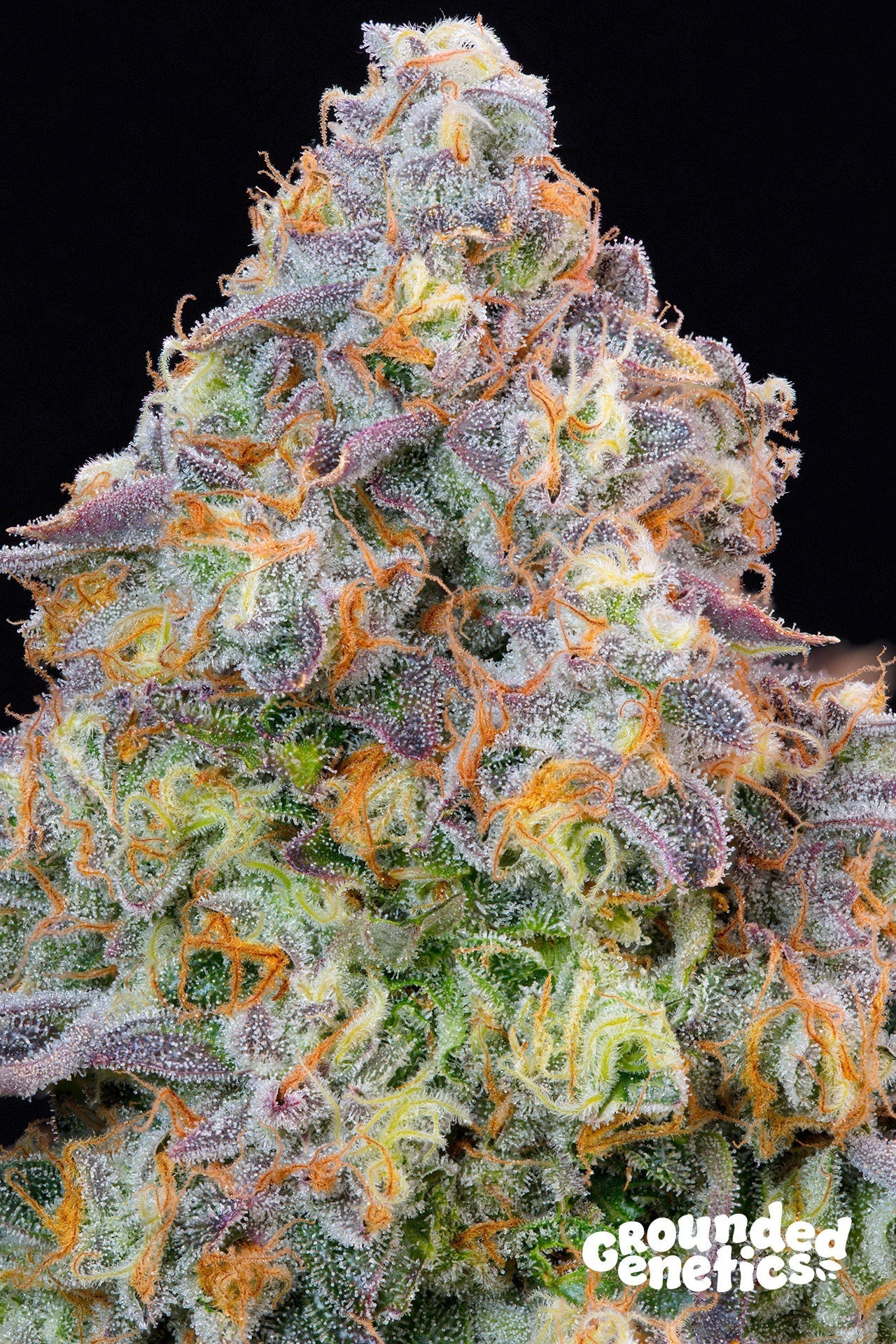 RED HALO STRAIN