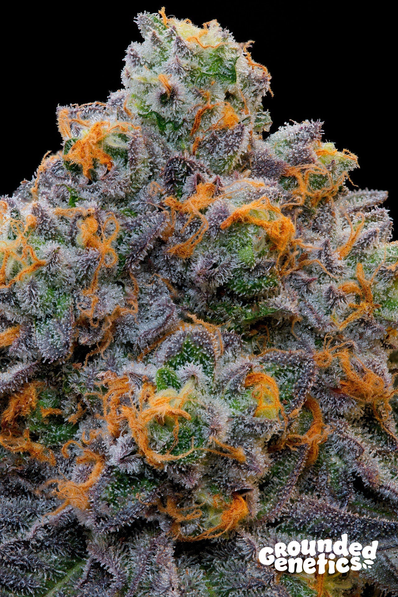 BLUZCOTTI ZOAPSCOTTI X BLUCCI STRAIN