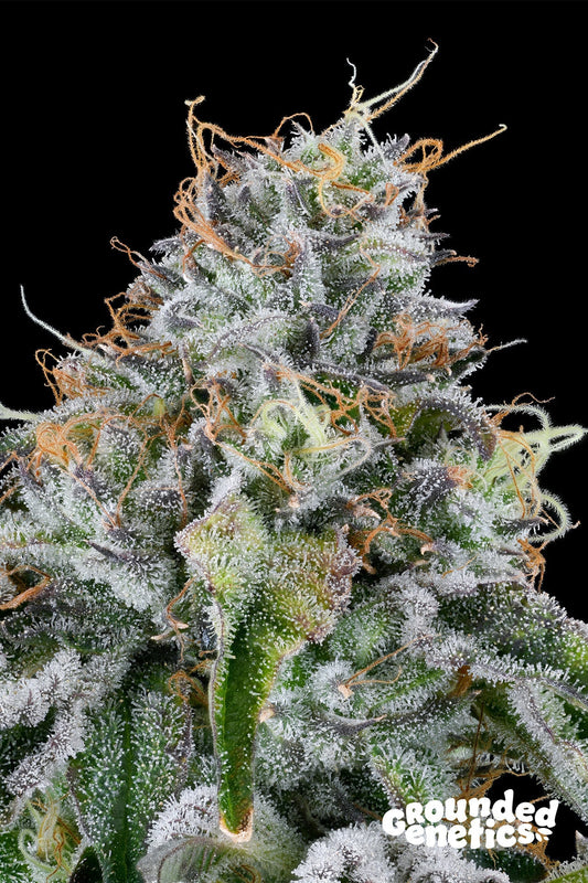 EASY MONEY (OG KUSH X ZUNAMI) STRAIN