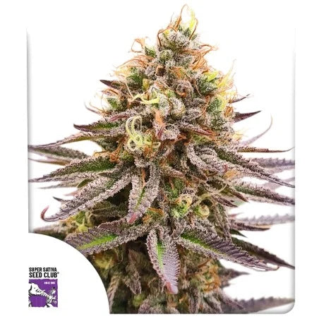 GORILLA SUPER GLUE STRAIN