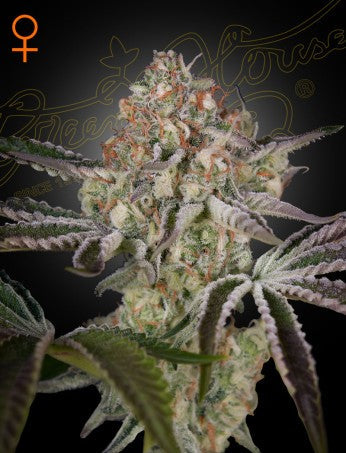 GREAT WHITE SHARK: SUPER SKUNK X BRAZILIAN X SOUTH INDIAN STRAIN