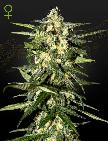 JACK HERER: JACK HERER X RUDERALIS AUTO STRAIN