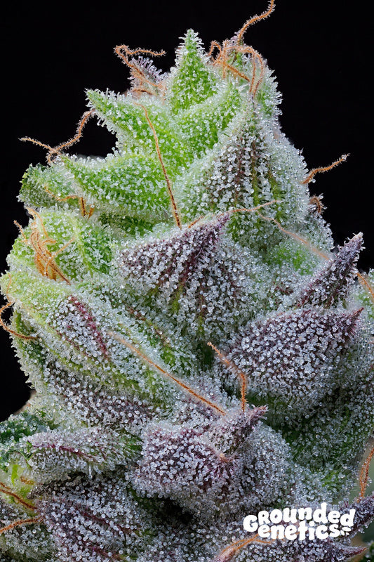 PEACH LIMEADE PINK LIMEZ X TACO COLADA STRAIN