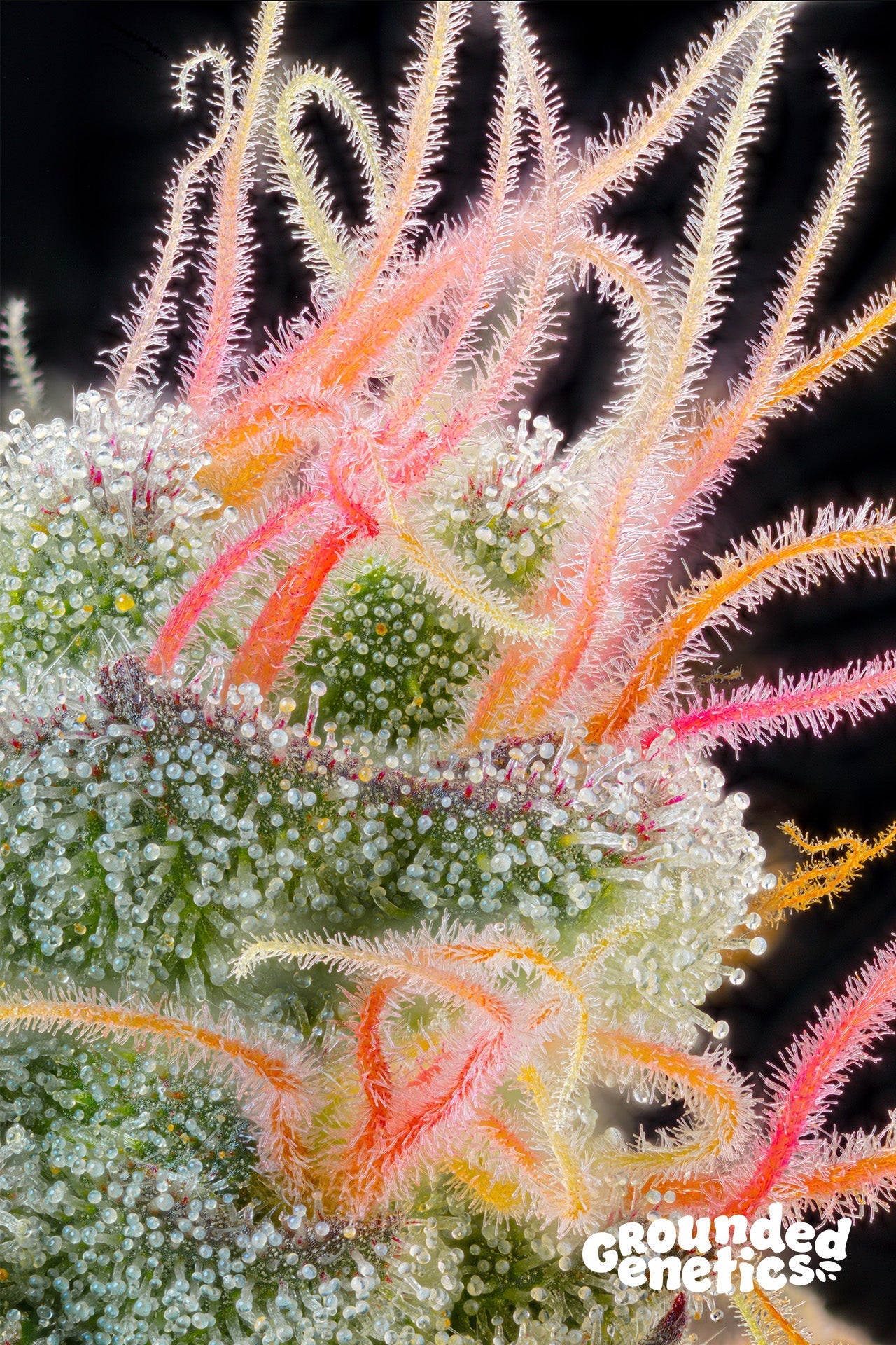 PINK HONEY (PAPAYA X GMO) X OZARK STRAIN