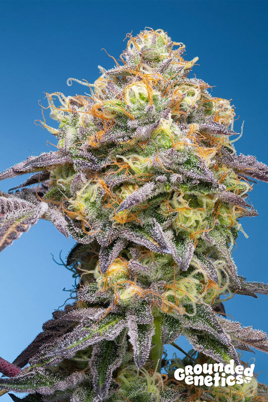 PLUMZ ZERBERRY X PAPAYADAWG STRAIN