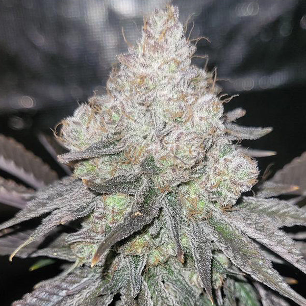 SKKRT-BERRY ZUAVA STRAIN