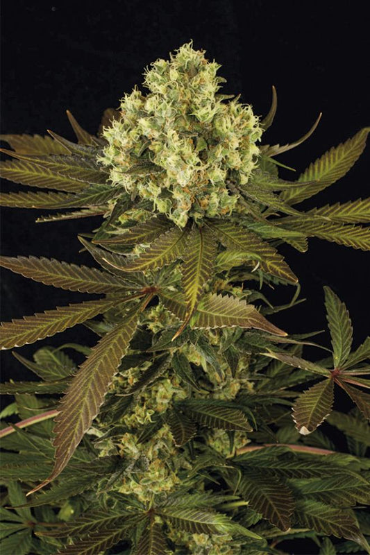 SOUR BLUEBERRY REGULAR STRAIN