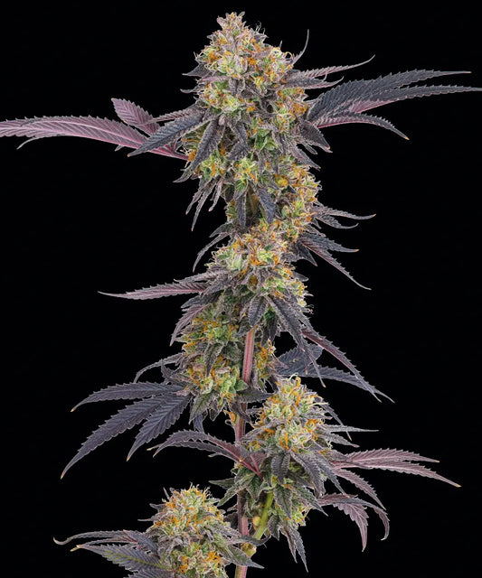 TROPICANA CHERRY STRAIN