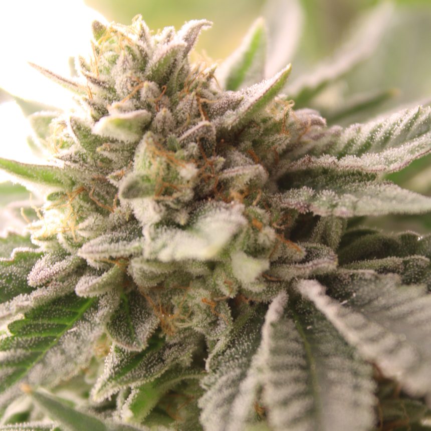 WATERMELON Z2.0 STRAIN