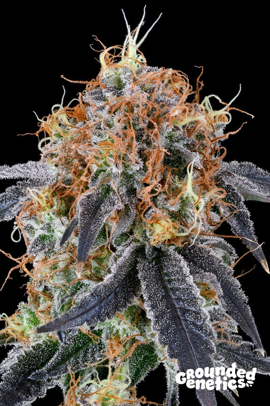 ZILK ROAD (OZARK X Z ROAD) STRAIN