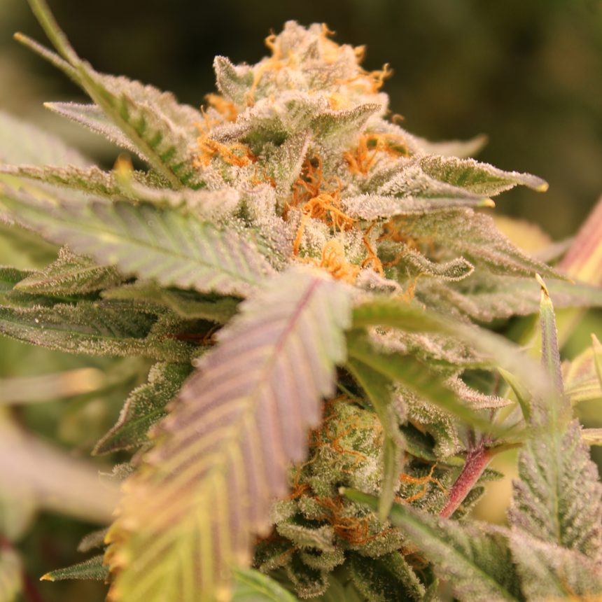 Z'LECTROLYTES STRAIN